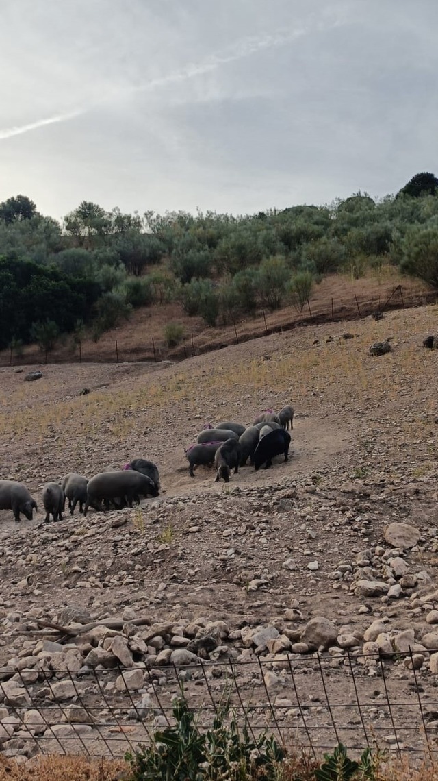 campo