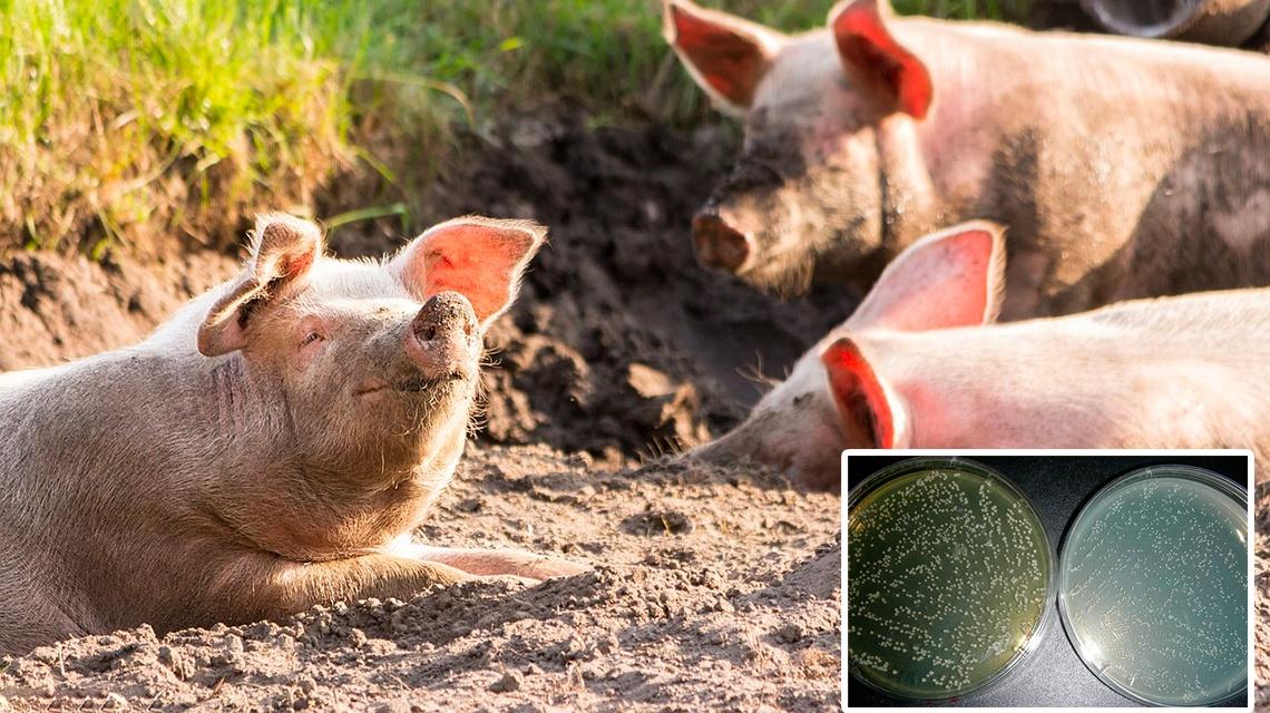 brucella pig