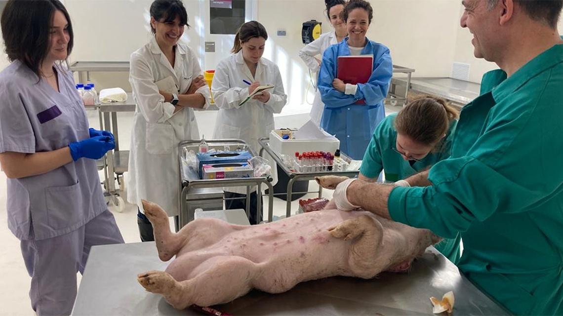 Collecting blood and lung immune cells from pig