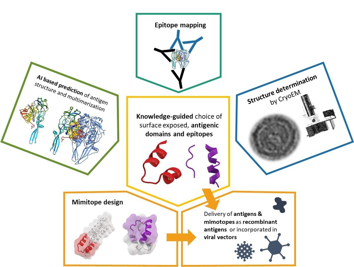 Epitope mapping, Knowledge-guided choice of surface exposed, antigenic domains and epitopes, Al based prediction of antigen structure and multimerization, Structure determination by CryoEM, Mimitope design, Delivery of antigens & mimotopes as recombinant antigens or incorporated in viral vectors