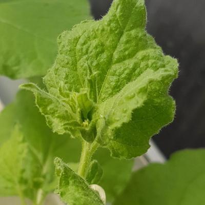 Nicotiana benthamiana