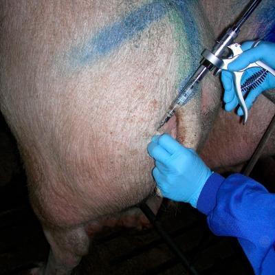 Cita Brucelllosis Skintest Pig