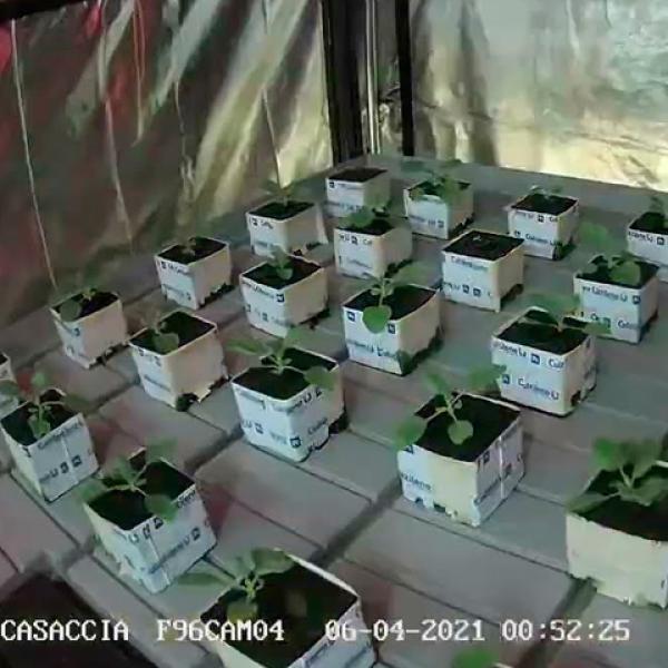 Time lapse growth of tobacco plants in hydroponic